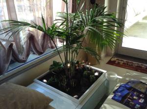 a palm plant in a pot in a window at Hotel C'era Una Volta in Castiglione della Pescaia