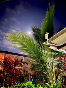 a palm tree in front of a building at Villa Luz Ovelia in El Valle