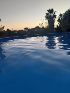 une piscine vide avec un palmier en arrière-plan dans l'établissement Casa Alexandra, à Poço Partido