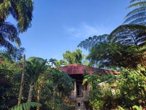 a house in the middle of a forest with palm trees at Agradable granja cerca a un río de agua fresca. in Archidona