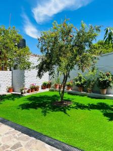 a tree in the middle of a yard with green grass at Residencia Ibarra in Santa Cruz de la Soledad