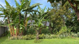 a row of palm trees in front of a house at Mutolere Coffee Pot Guest Houses in Kisoro