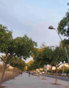 uma rua com árvores e uma luz de rua num passeio em LC Apartaments Soler Blasco em Castellón de la Plana