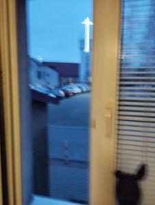 Un gatto che guarda fuori dalla finestra di una strada di Apartament Zielona a Gdynia