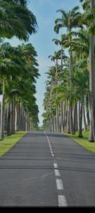 uma estrada vazia com palmeiras em cada lado em Relax Time Dumanoir em Capesterre-Belle-Eau