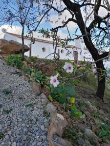ein weißes Haus mit einem Baum und ein paar Blumen in der Unterkunft Natur Amêndoa 