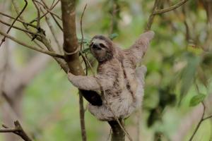 a sloth sitting on a tree branch at El Valle de Anton La Chachalaca in Valle de Anton