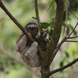 a sloth is sitting on a tree branch at El Valle de Anton La Chachalaca in Valle de Anton