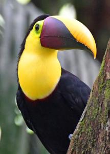 a yellow and black bird with a large beak at Riverside Villas in Manuel Antonio