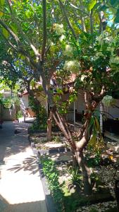 Gili Guest House في غيلي آير: شجرة في حديقة بجوار رصيف