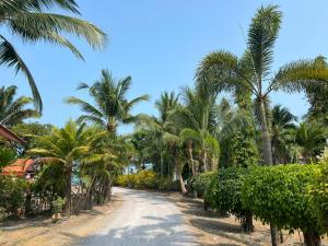 a road lined with palm trees on a beach at Baan Wang Bua in Ban Khok Kroat