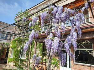 a wisteria hanging from the side of a building at Pan Asiat in Tashkent