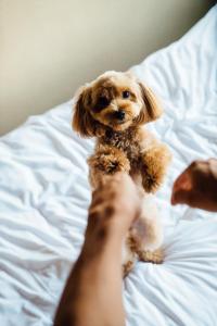 un perro pequeño sentado encima de una cama en Aica TABI-NE en Kanazawa