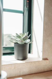 a potted plant sitting on a window sill at Casa Velha Apartments - Adults friendly in Albufeira