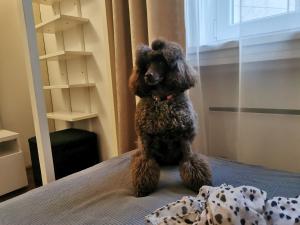 a poodle sitting on a bed looking at the camera at Liberty Bridge Zenta in Budapest