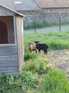 duas ovelhas na relva ao lado de um edifício em Cottage Le Cabanon em Huisnes-sur-Mer