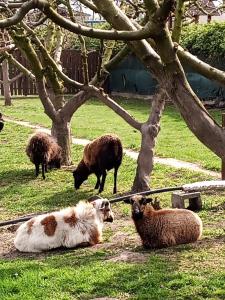 大梅傑爾的住宿－Lacné ubytovanie Veľky Meder，一群羊躺在树下的草地上