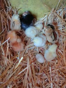 un grupo de patos bebés en un nido en Bio Agriturismo Il Cavone, en Sovana