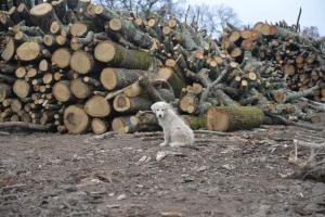 a dog sitting in front of a pile of logs at Bio Agriturismo Il Cavone in Sovana