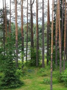 um grupo de árvores numa floresta com relva em Sisaliku Puhkemaja saunaga em Luke