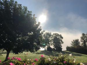 een veld met een boom en wat roze bloemen bij Hotel Garni Dorferwirt in Tiefgraben