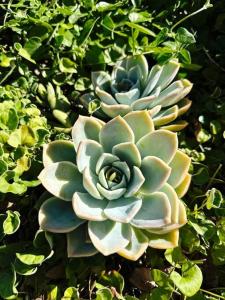a succulent plant is growing in a garden at Stylish Garden Retreat in Cape Town