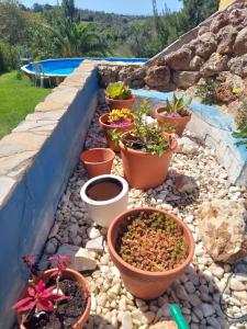 une rangée de plantes en pot assise sur un chemin de pierre dans l'établissement Casa Alexandra, à Poço Partido