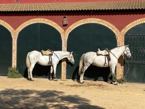 twee witte paarden die voor een gebouw staan bij FULL HOUSE NEAR CATHEDRAL AND REAL MAESTRANZA by Antonia Diaz street in Sevilla