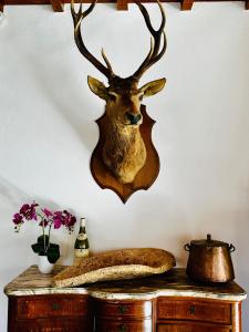 a wall mounted deer head with antlers on a wall at HL Hotel de la Loire in Goudet