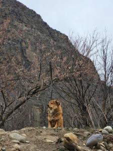 a lion standing on top of a hill at The Kamru Riverside Camps and Resorts in Sāngla