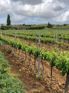 a row of green vines in a field at Casa Martins Country Apartment No5 in Freiria