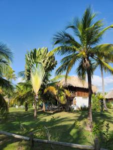 a group of palm trees in front of a house at Cabana Ferrer in Notecebes