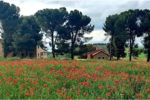 a field of red flowers in front of a house at Chalet nina in Azrou
