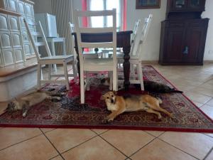 Domácí mazlíčci ubytovaní s hosty v ubytování b&b isoladelsole