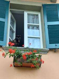 Domácí mazlíčci ubytovaní s hosty v ubytování b&b isoladelsole