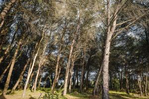 un groupe de grands arbres dans une forêt dans l'établissement Trulli del 1800 con Foresta, Wi-Fi e Biciclette, à Cisternino