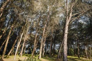 grupa wysokich drzew w lesie w obiekcie Ad un passo da Cisternino - Trulli con Foresta, Bici e Barbecue w mieście Cisternino