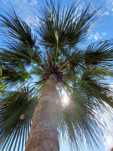 uma palmeira com o sol brilhando sobre ela em Hostel Trópico de Capricórnio - Vermelha do Centro em Ubatuba