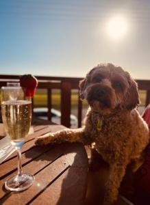 a dog sitting on a table next to a glass of wine at Stunning Waterfront only 10 minutes to Phillip Island - FREE EV UNIT 7kW for electric cars - pet friendly, fireplace FREE WIFI wine & chocolates in Kilcunda