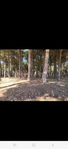 a group of trees in a park with a dirt field at appartement 6p rez-de-jardin clim accés mer direct in Le Barcarès