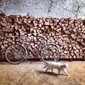 a cat walking next to a pile of wood at Village farm house Nazri 