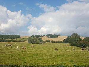 una manada de vacas pastando en un campo en The Mansion Cottage, en Tetford