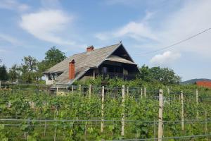 uma casa velha no meio de um campo em Cottage near river Kolpa, vineyards,top location. em Adlešiči