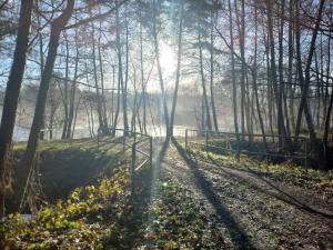 un chemin dans les bois avec le soleil brillant à travers les arbres dans l'établissement Ferienhof Kchischowka, à Vetschau/Spreewald