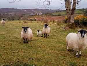 Foto dalla galleria di Donegal cottage a Donegal