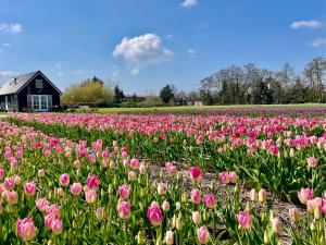 a field of pink tulips in front of a house at Vakantie in Duin- en Bollenstreek in Voorhout
