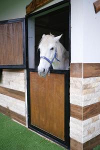 een paard dat zijn hoofd uit een staldeur steekt bij Pamukkale Apollon Garden in Denizli