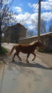a brown horse running down a street at Apt Nuevos con caballos Fio de Neu Laspaules in Laspaúles