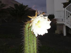 Fotografia z galérie ubytovania CASA LA TAHONILLA v destinácii Tías