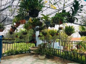 a greenhouse filled with lots of potted plants at Tam Coc Sunset Homestay in Ninh Binh